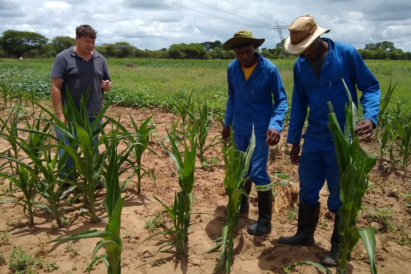 Pest control inspection of our corn field